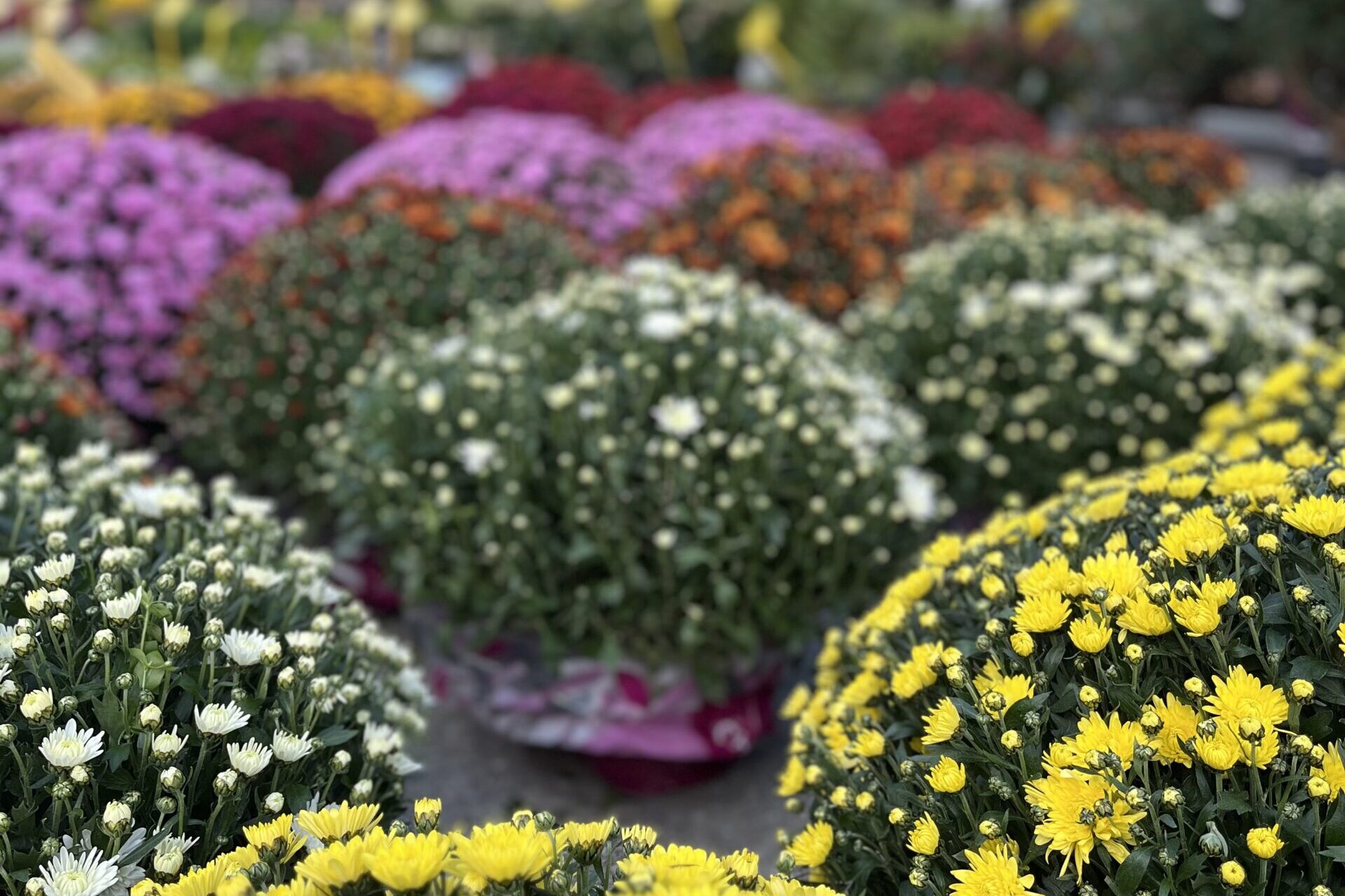 1 november is wafels en troost 5 1 november is wafels en troost